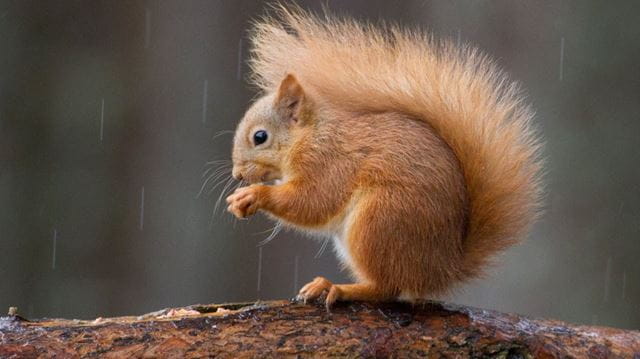 red squirrel on branch